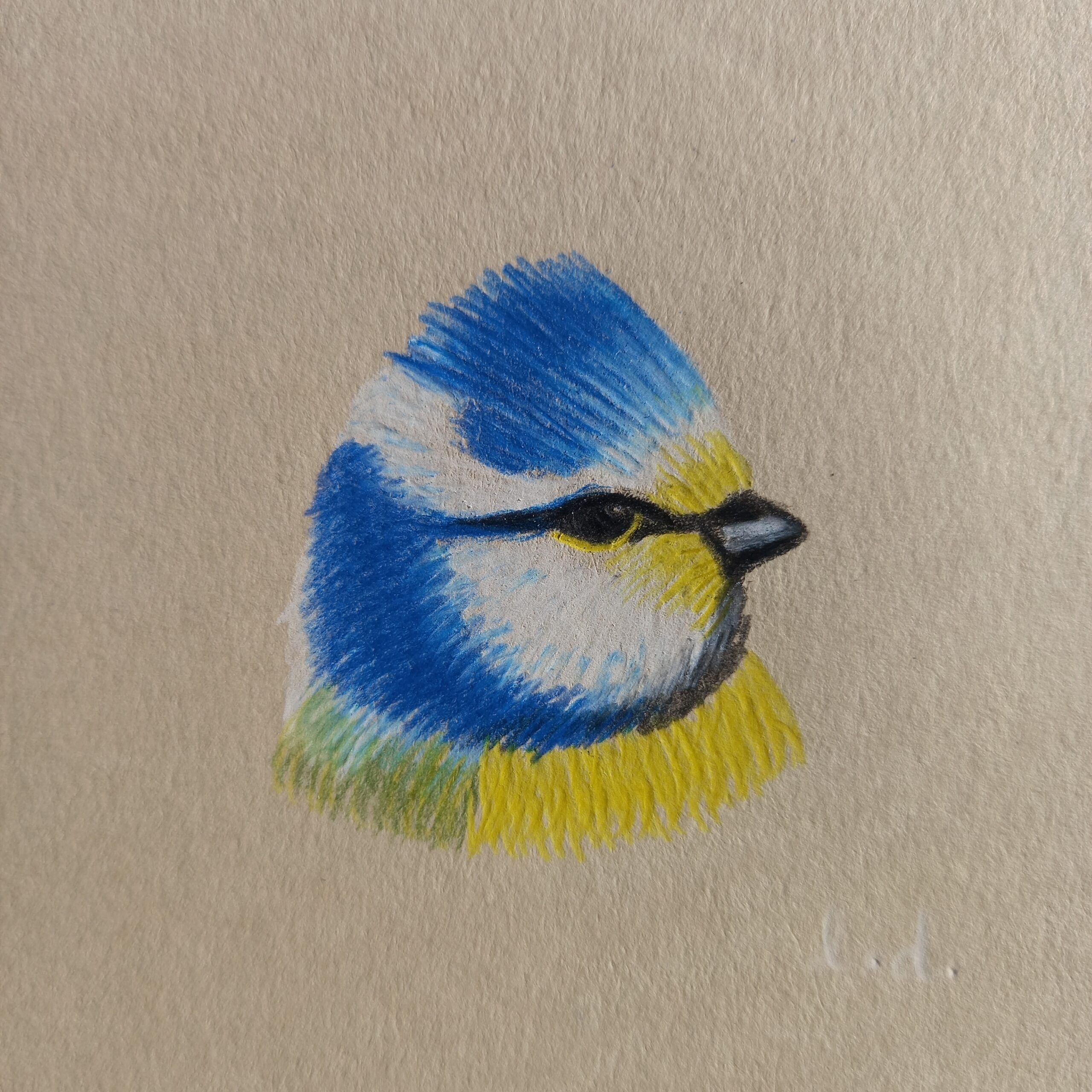 Portrait de mésange bleue