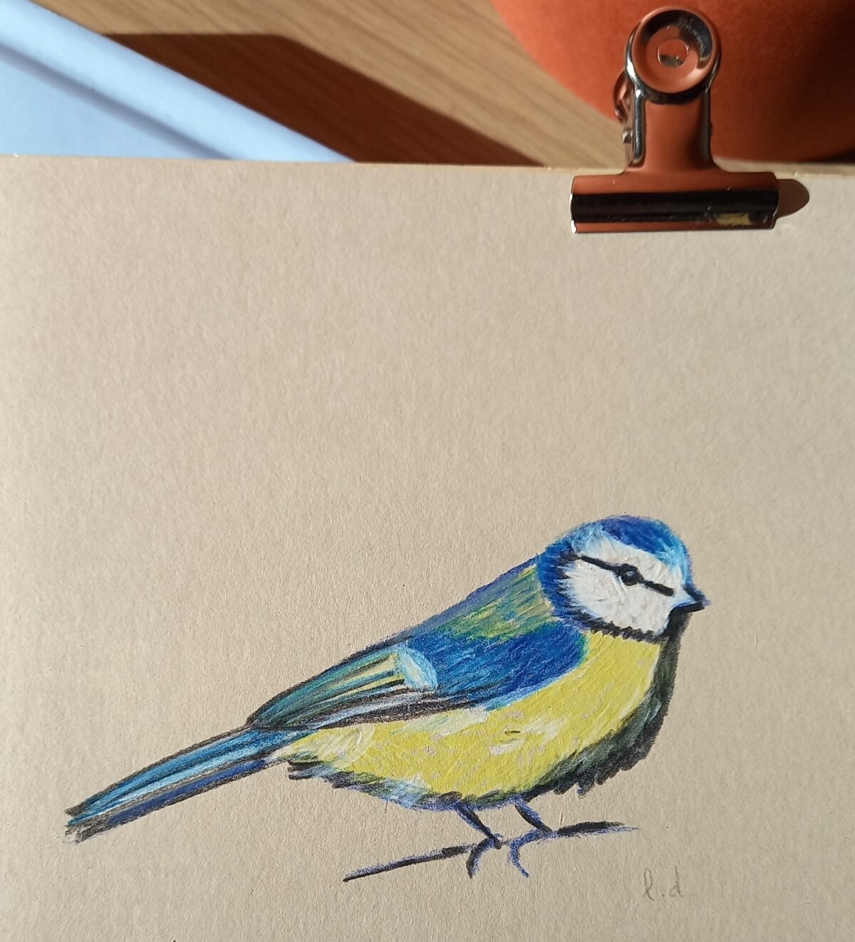 Mésange_bleue©Laura Delprat - copie